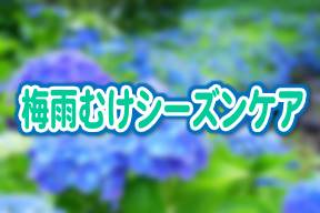 シーズンケア