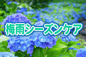 梅雨シーズンケア
